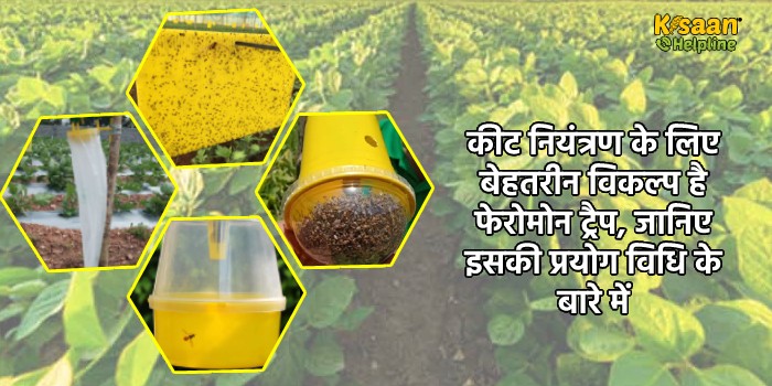 कीट नियंत्रण के लिए बेहतरीन विकल्प है फेरोमोन ट्रैप, जानिए इसकी प्रयोग विधि के बारे में कीट नियंत्रण के लिए बेहतरीन विकल्प है फेरोमोन ट्रैप, जानिए इसकी प्रयोग विधि के बारे में